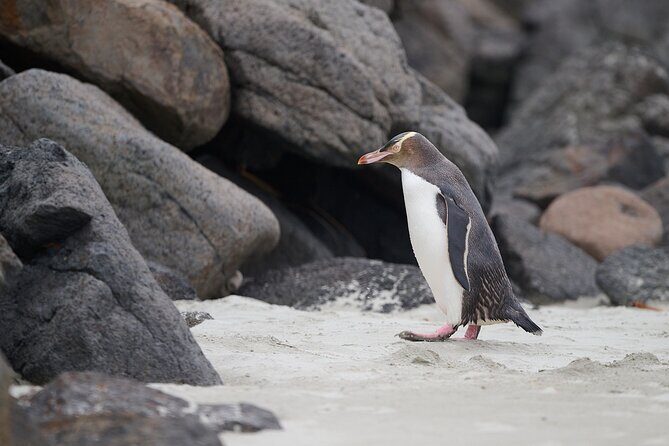 Clearwater Wildlife Tours (small group 10max) Otago Peninsula - FAQ