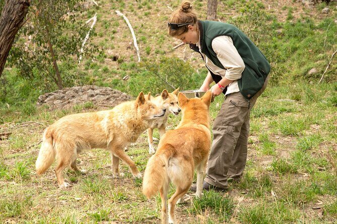 Cleland Wildlife Park Experience - from Adelaide including Mt Lofty Summit - What’s Included and What to Consider