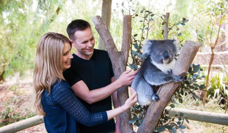 Cleland Wildlife Park Experience with Mount Lofty Summit - What to Expect from the Tour