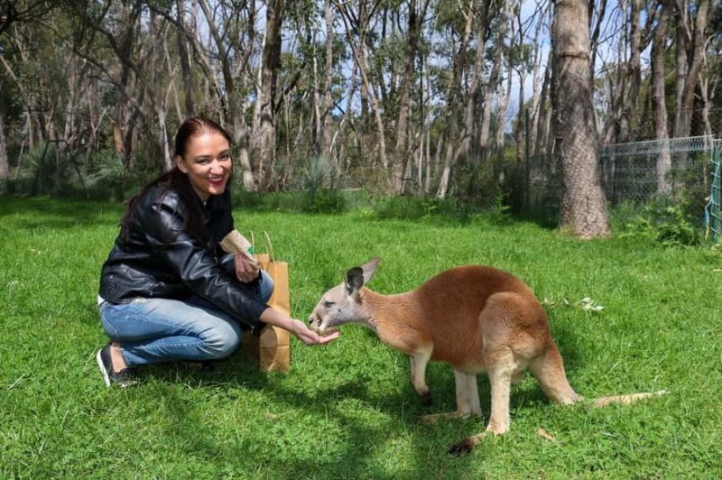 Cleland Wildlife Park Experience with Mount Lofty Summit - Who Will Enjoy This Tour?