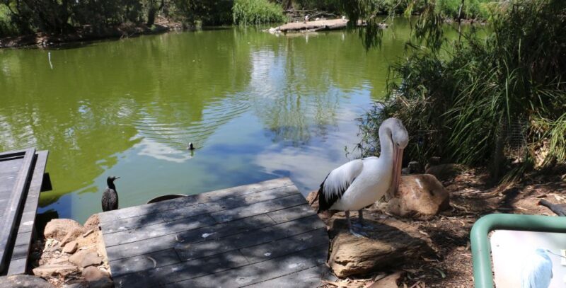 Cleland Wildlife Park Experience with Mount Lofty Summit - The Sum Up