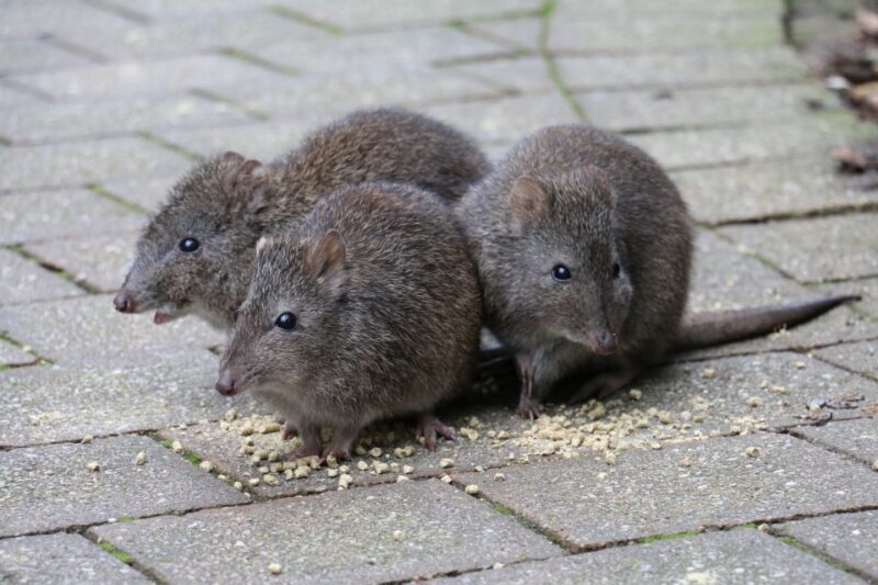 Cleland Wildlife Park Experience with Mount Lofty Summit - FAQs