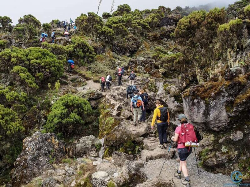 Climbing Mt.Kilimanjaro via Lemosho Route 8 days - An In-Depth Look at the Lemosho Route Experience