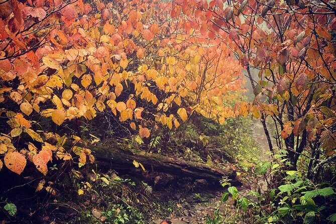 Clingmans Dome Hike - The Guides and Personal Touch