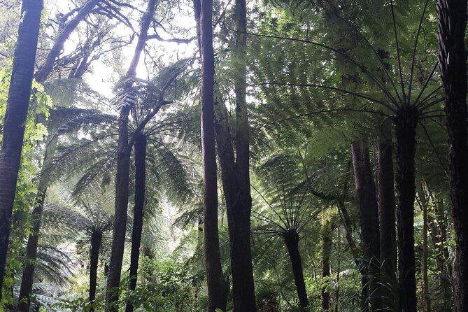 Coast and Rainforest Eco-Tour from Auckland with Picnic Lunch - Authentic Experiences and Review Highlights