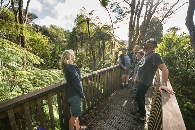 Coast and Rainforest Eco-Tour from Auckland with Picnic Lunch - The Sum Up