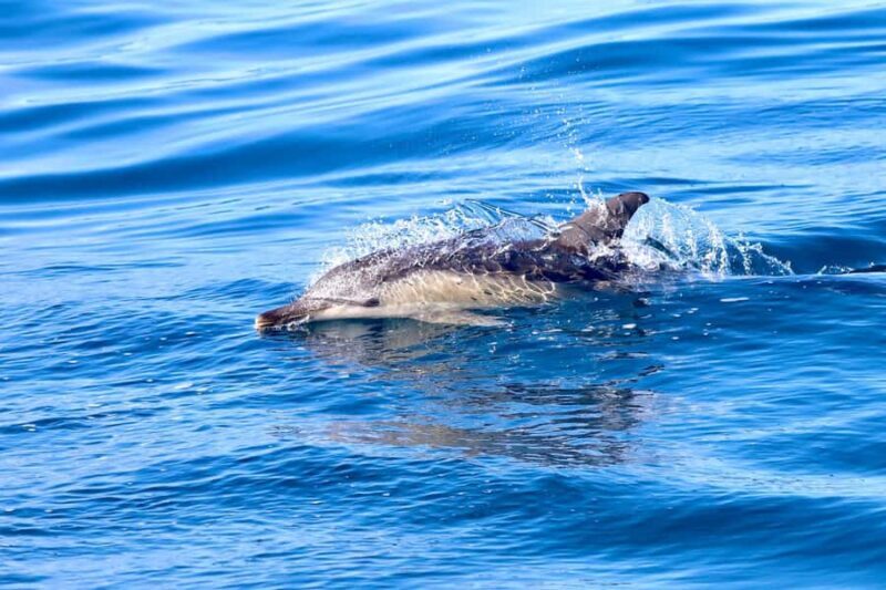Coastal 2.5-hour Adventure Boat Tour from Newcastle - Introduction