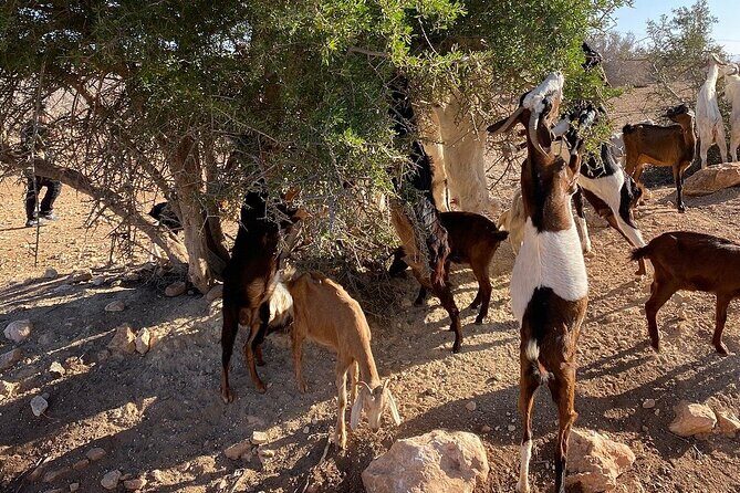 Coastal Escape: Marrakech to Essaouira. - Return Journey: Reflecting on the Day