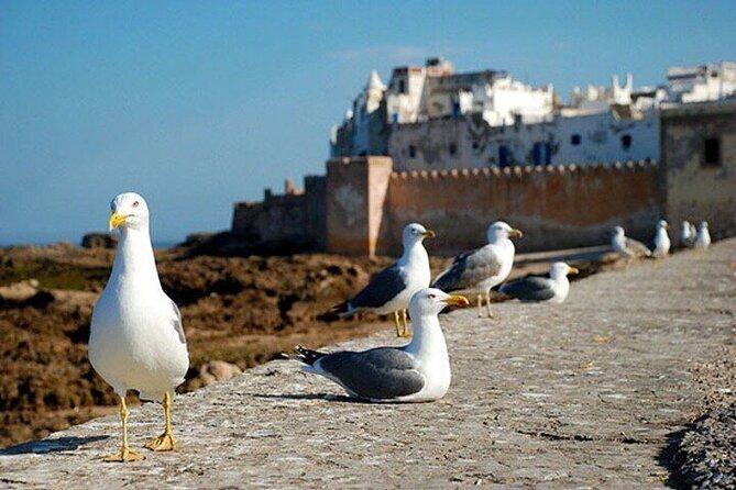 Coastal Escape: Marrakech to Essaouira. - Who Should Consider This Tour?