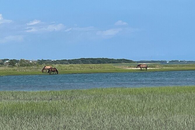 Coastal Excursion/Sunset Cruise/Sand Dollars/Sea Shells/Horses - Practical Details and Tips for Your Trip