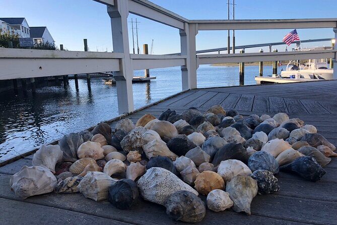Coastal Excursion/Sunset Cruise/Sand Dollars/Sea Shells/Horses - What Travelers Say