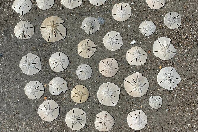 Coastal Excursion/Sunset Cruise/Sand Dollars/Sea Shells/Horses - FAQ