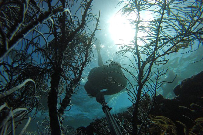 Coastline Snorkel and BBQ - Key Points