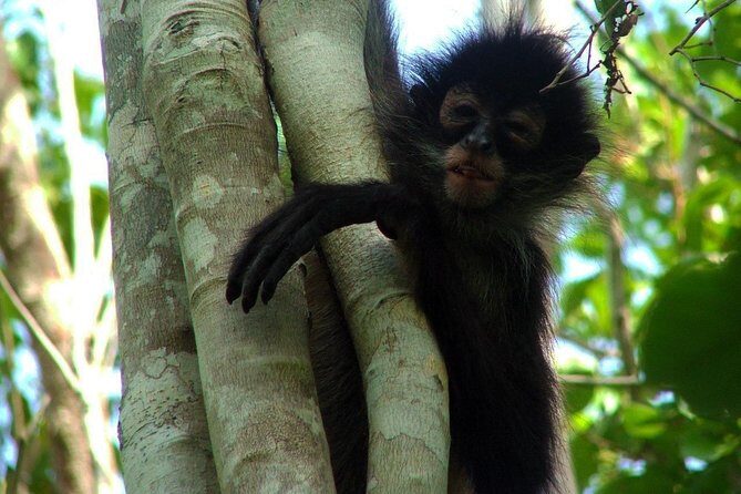 Coba Ruins, Punta Laguna Nature Reserve, Cenote and Mayan family - What Sets This Tour Apart?