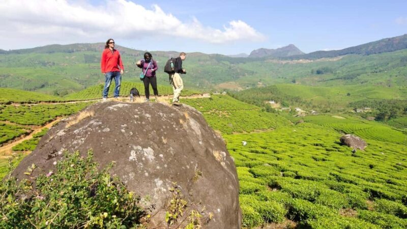 Cochin: 5-Day Private Tour of Munnar, Alleppey & Backwaters - Day-by-Day Breakdown: What to Expect