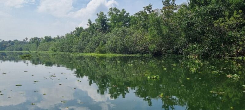 Cochin: Half-Day Backwater Village Eco Boat Cruise W/ Lunch - The Sum Up