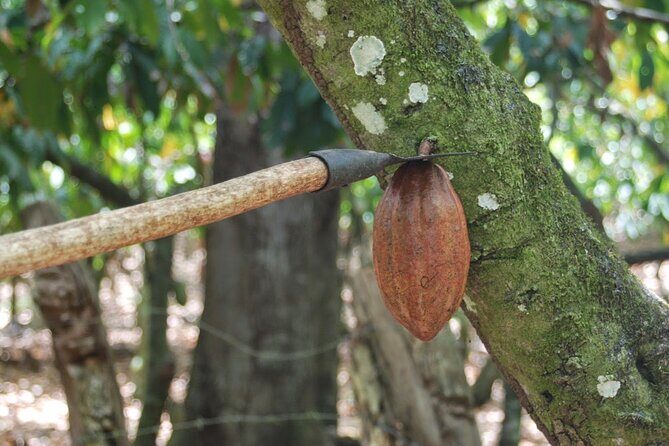 Cocoa & Artisan Chocolate Route with an Historical Tour in Puerto Plata City - Final Thoughts