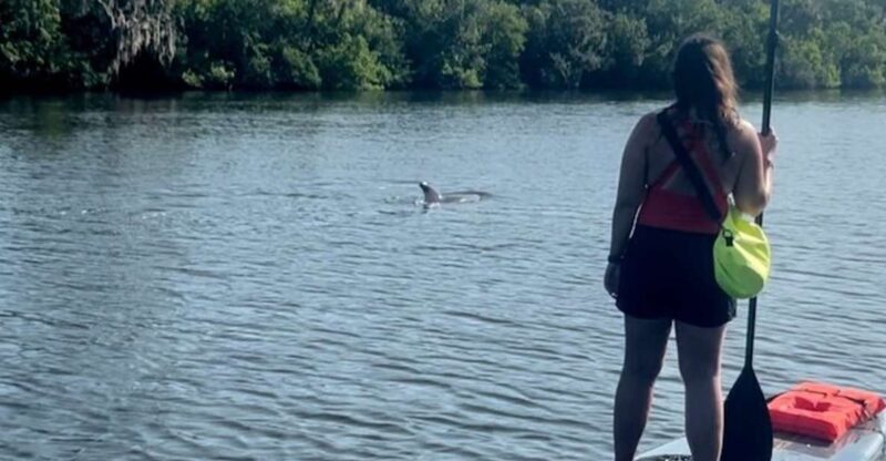 Cocoa Beach: Dolphin and Manatee Kayak or Paddle Tour - What to Expect from the Tour