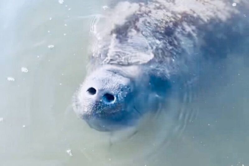 Cocoa Beach: Dolphin and Manatee Kayak or Paddle Tour - The Itinerary in Detail