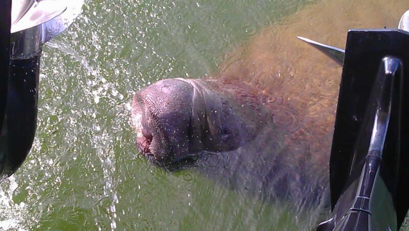 Cocoa Beach Dolphin and Wildlife Tour - Key Points