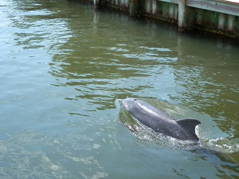 Cocoa Beach Dolphin and Wildlife Tour - Detailed Review of the Cocoa Beach Dolphin and Wildlife Tour