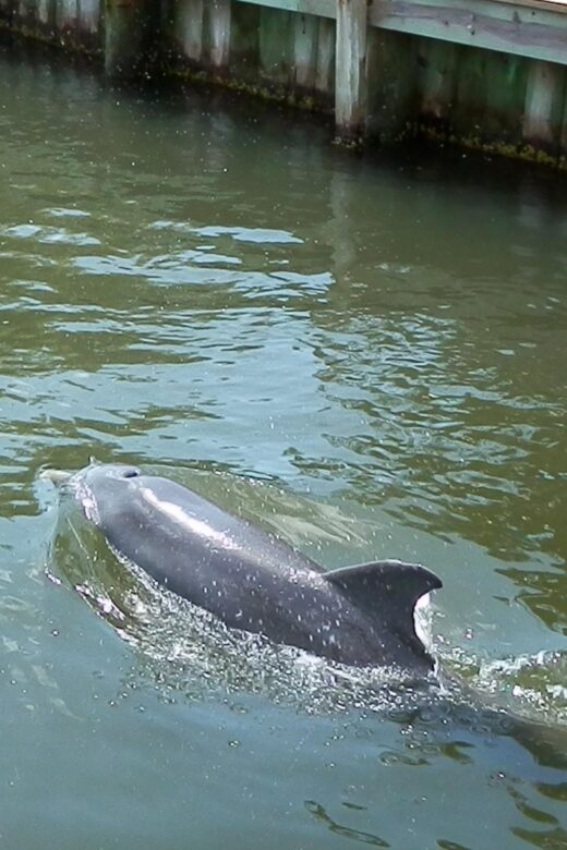 Cocoa Beach Dolphin and Wildlife Tour - Final Thoughts