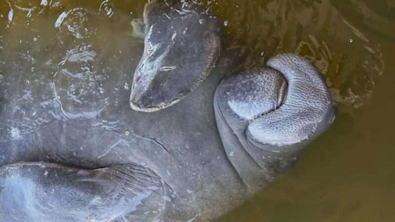 Cocoa Beach: Dolphin & Manatee Pontoon Cruise - Key Points