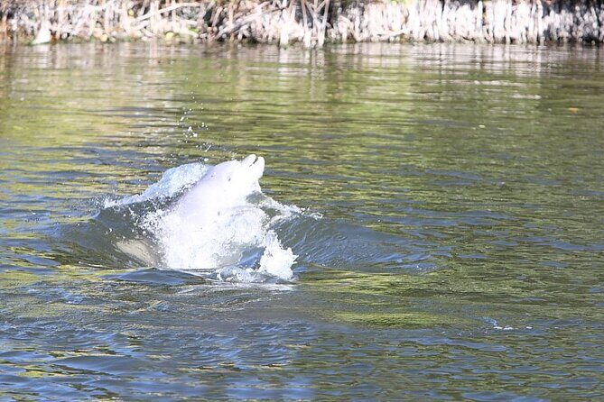 Cocoa Beach Dolphin Tours on the Banana River - The Experience: What to Expect on the Tour