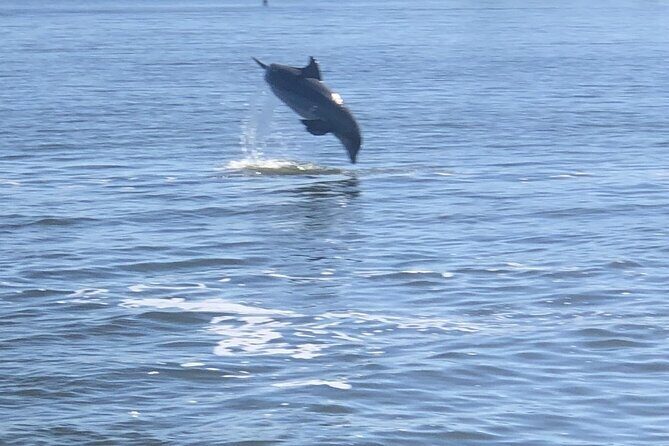 Cocoa Beach Dolphin Tours on the Banana River - Frequently Asked Questions