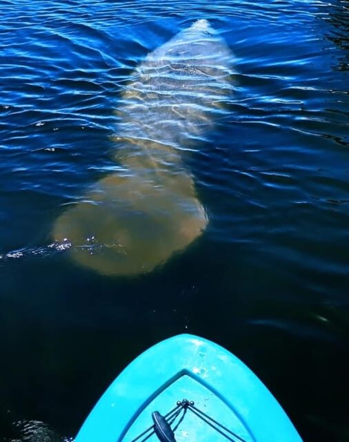 Cocoa Beach/Merritt Island: Guided Dolphin and Manatee Tour - The Experience: What to Expect and How It Feels