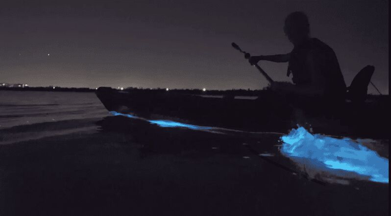 Cocoa Beach/Merritt Island:Bioluminescent kayak tour - Key Points