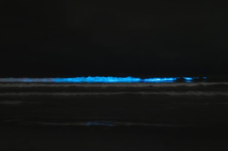 Cocoa Beach/Merritt Island:Bioluminescent kayak tour - Who Will Love This Tour?