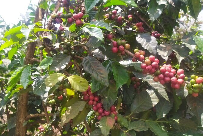 Coffee Farm Half-Day Tour in Kenya - Key Points