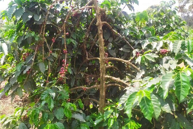 Coffee Farm Half-Day Tour in Kenya - What the Tour Offers: A Step-by-Step Breakdown