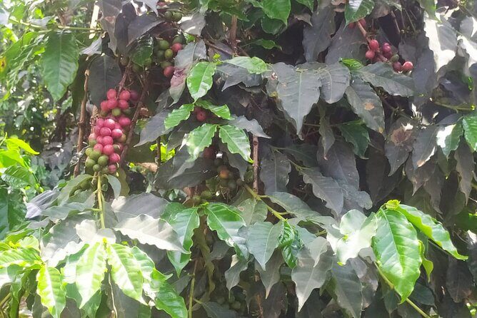 Coffee Farm Half-Day Tour in Kenya - Frequently Asked Questions
