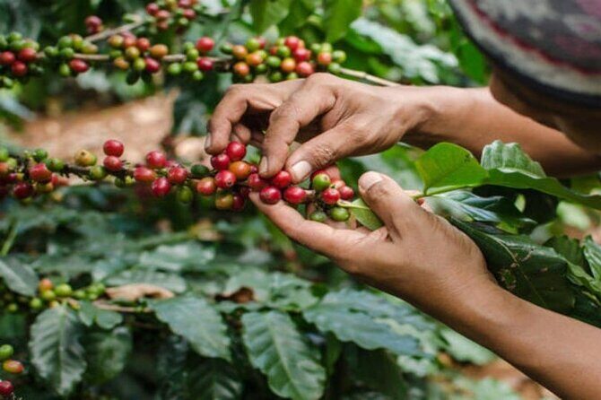 Coffee Farm Tour (Fairview) - Key Points