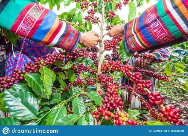 Coffee Farm Tour (Fairview) From Nairobi - An In-Depth Look at the Fairview Coffee Farm Tour