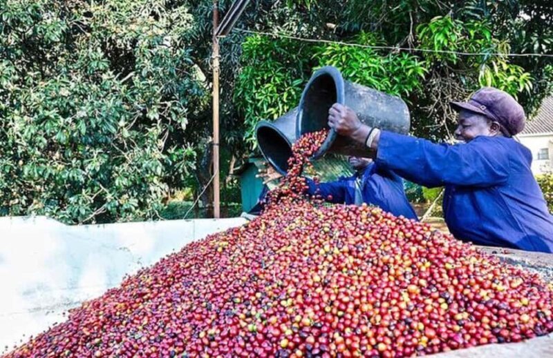 Coffee farm tour in nairobi with free pickup & drop off. - Key Points