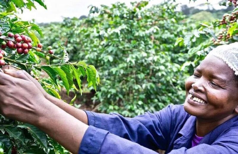 Coffee farm tour in nairobi with free pickup & drop off. - Introduction: A Tasty Peek into Kenya’s Coffee Culture