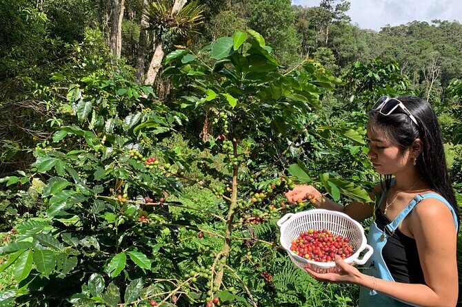 Coffee Lovers Farm and Roasting Tour - Key Points