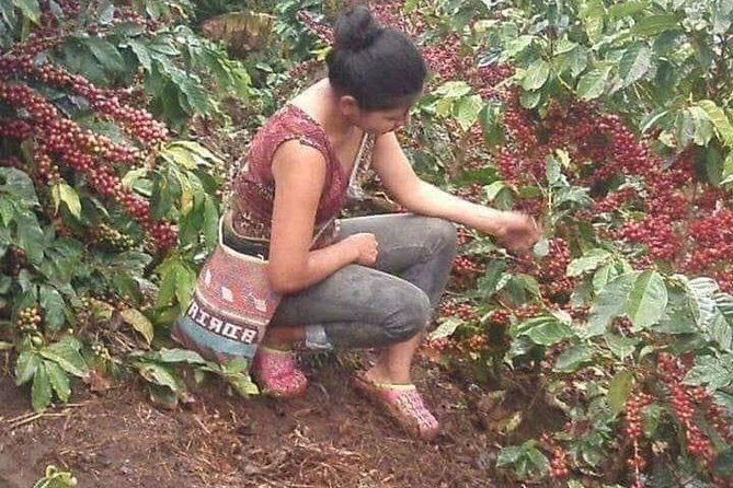 Coffee Plantation Experience - Who Should Consider This Tour?