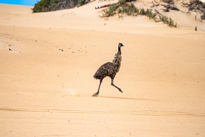 Coffin Bay National Park Half-day 4WD Tour - A Close Look at the Coffin Bay National Park Half-day 4WD Tour