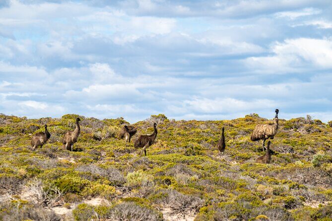 Coffin Bay National Park Half-day 4WD Tour - Frequently Asked Questions