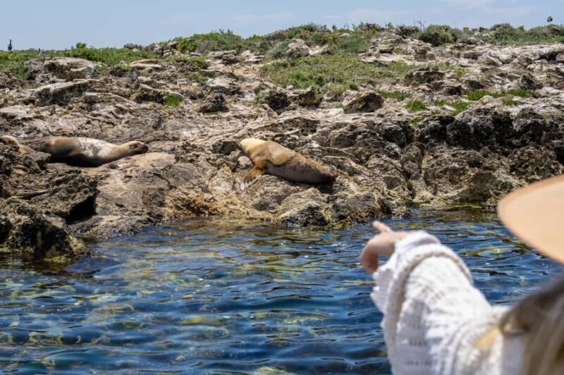 Coffin Bay: Oyster Farm Boat Tour with Wading & 12 Oysters - Return Journey and Final Highlights