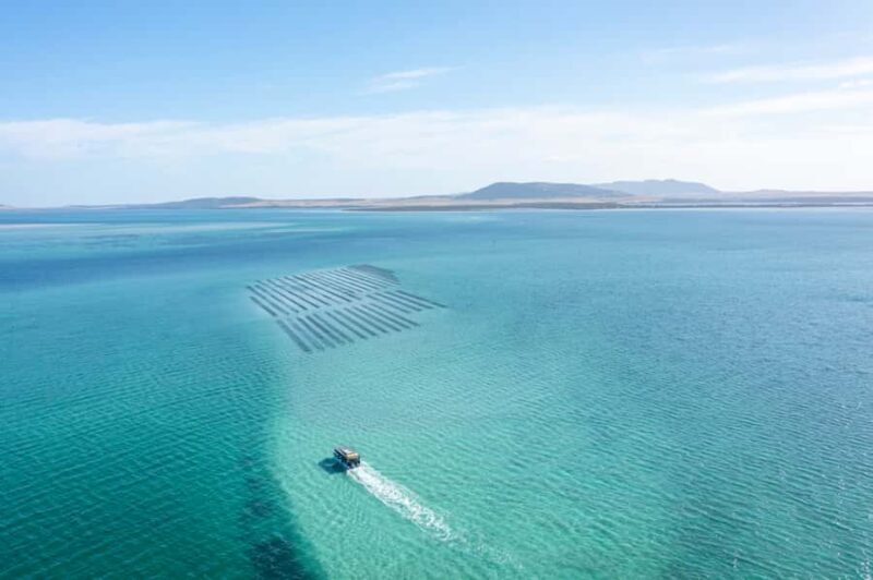 Coffin Bay: Oyster Farm Boat Tour with Wading & 12 Oysters - Who Will Love This Tour?