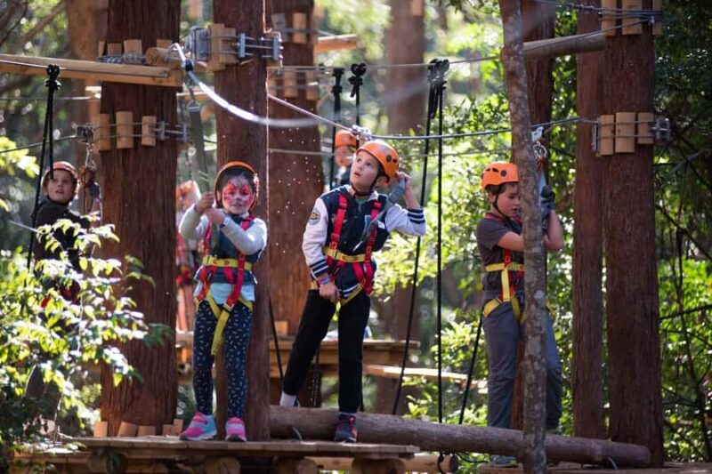 Coffs Harbour: Junior Tree Ropes Course - Key Points