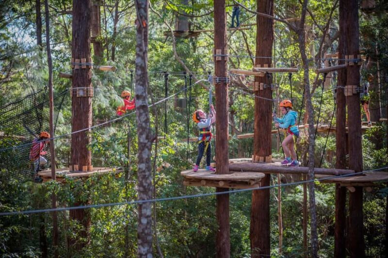 Coffs Harbour: Junior Tree Ropes Course - The Sum Up
