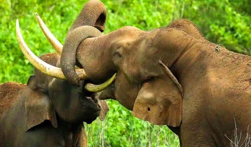 Coimbatore Day Tour: Forest, Wildlife & Hill Station Trip - Key Points