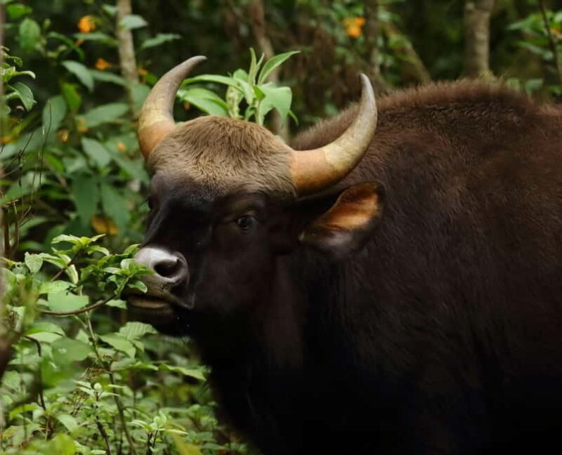 Coimbatore: Ooty Day Trip with Private Cab - Exploring the Scenic Beauty of Ooty from Coimbatore