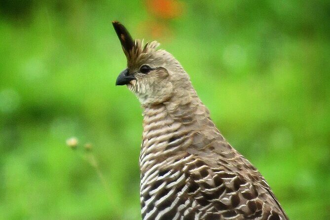 Colima Volcano Birdwatching Tour - Key Points